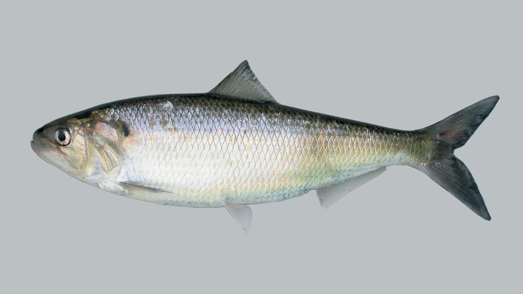 American shad  Space for life