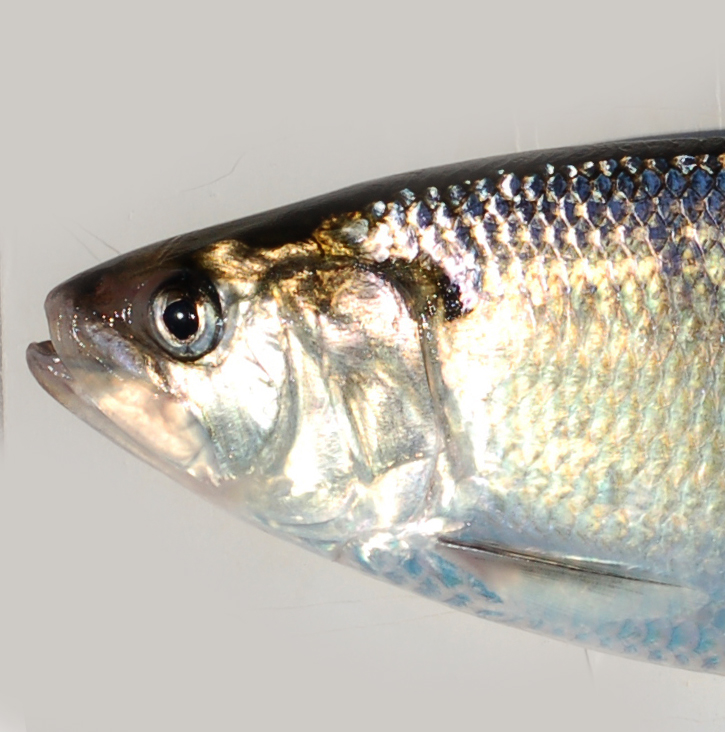 American Shad (Alosa sapidissima)