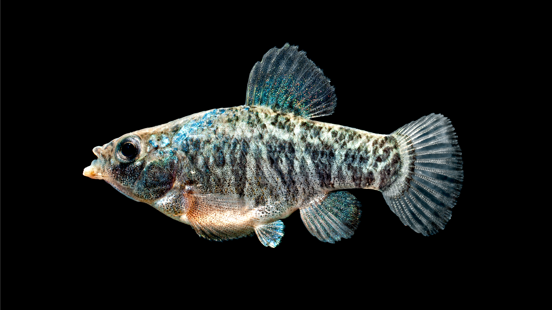 Sheepshead Minnow (Cyprinodon variegatus) - The Free Freshwater