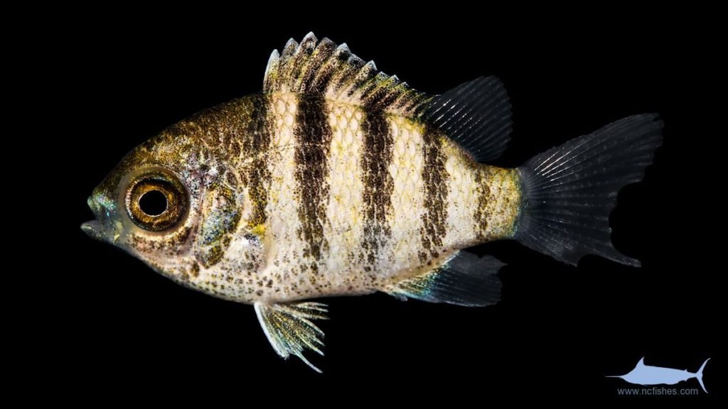 Sergeant Major - Abudefduf saxatilis