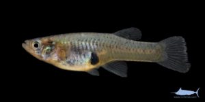 Eastern Mosquitofish - Gambusia holbrooki - Female