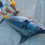 Blue Marlin Dissection