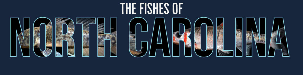 The fishes of NC banner