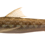 Synodus foetens, Inshore Lizardfish