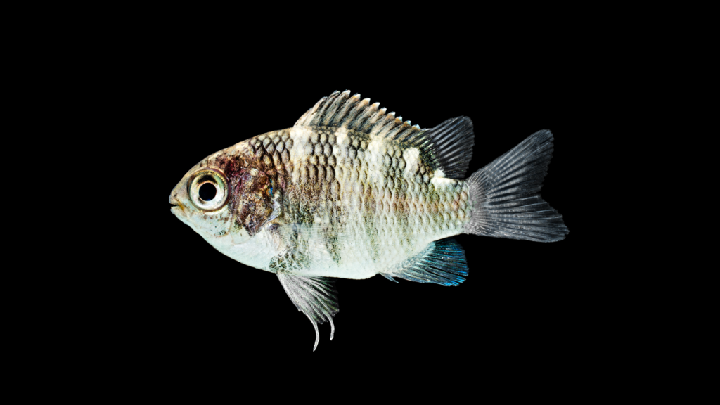 Abudefduf taurus