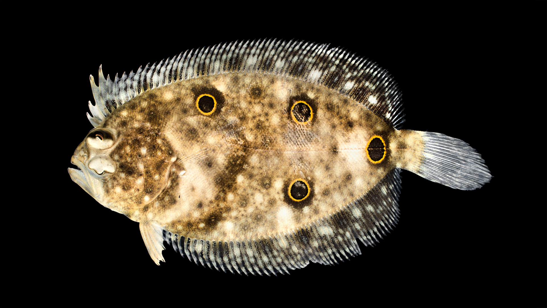 Ocellated Flounder - Ancylopsetta quadrocellata.