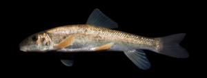 Catostomus commersonii