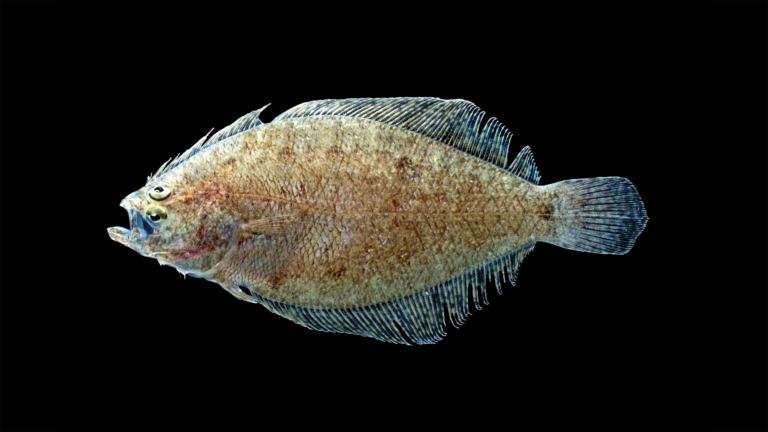 Citharichthys spilopterus »