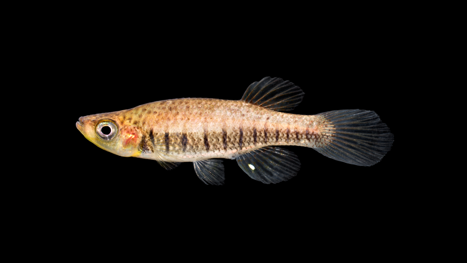 Fundulus lineolatus »
