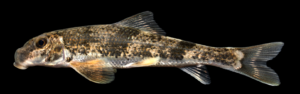 Hypentelium nigricans - Northern Hog Sucker