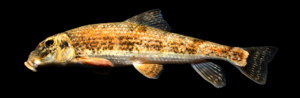 Hypentelium roanokense - Roanoke Hog Sucker