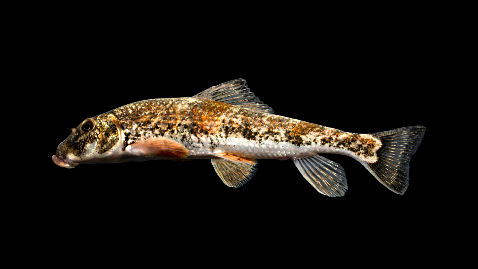 Hypentelium nigricans »