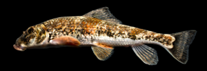 Hypentelium roanokense - Roanoke Hog Sucker
