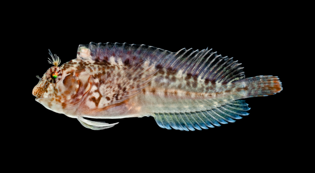 Hypleurochilus geminatus