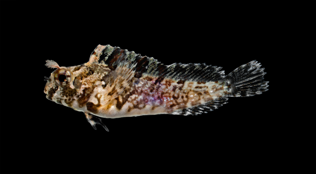 Hypsoblennius hentz