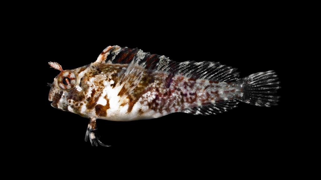 Hypsoblennius hentz