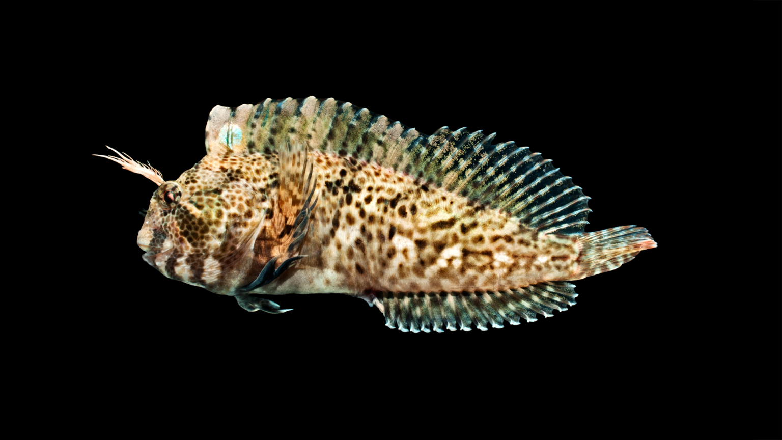 Hypsoblennius ionthas »