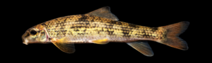 Moxostoma cervinum - Blacktip Jumprock