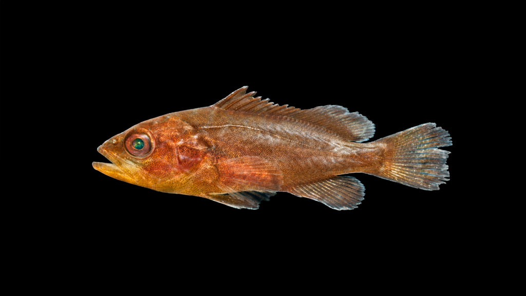 Mycteroperca microlepis