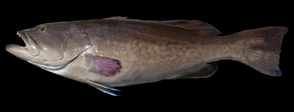 Mycteroperca microlepis