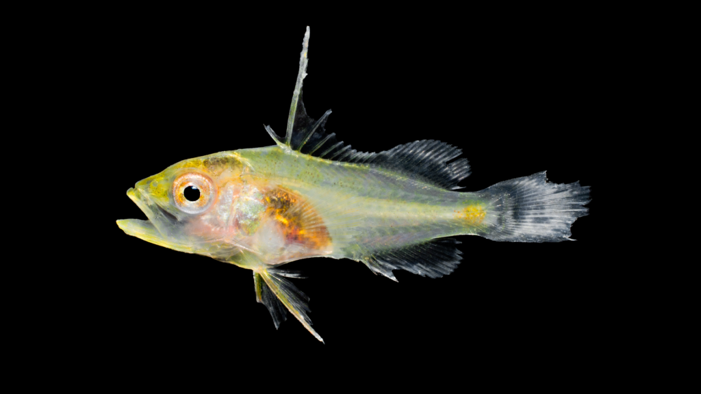Mycteroperca microlepis
