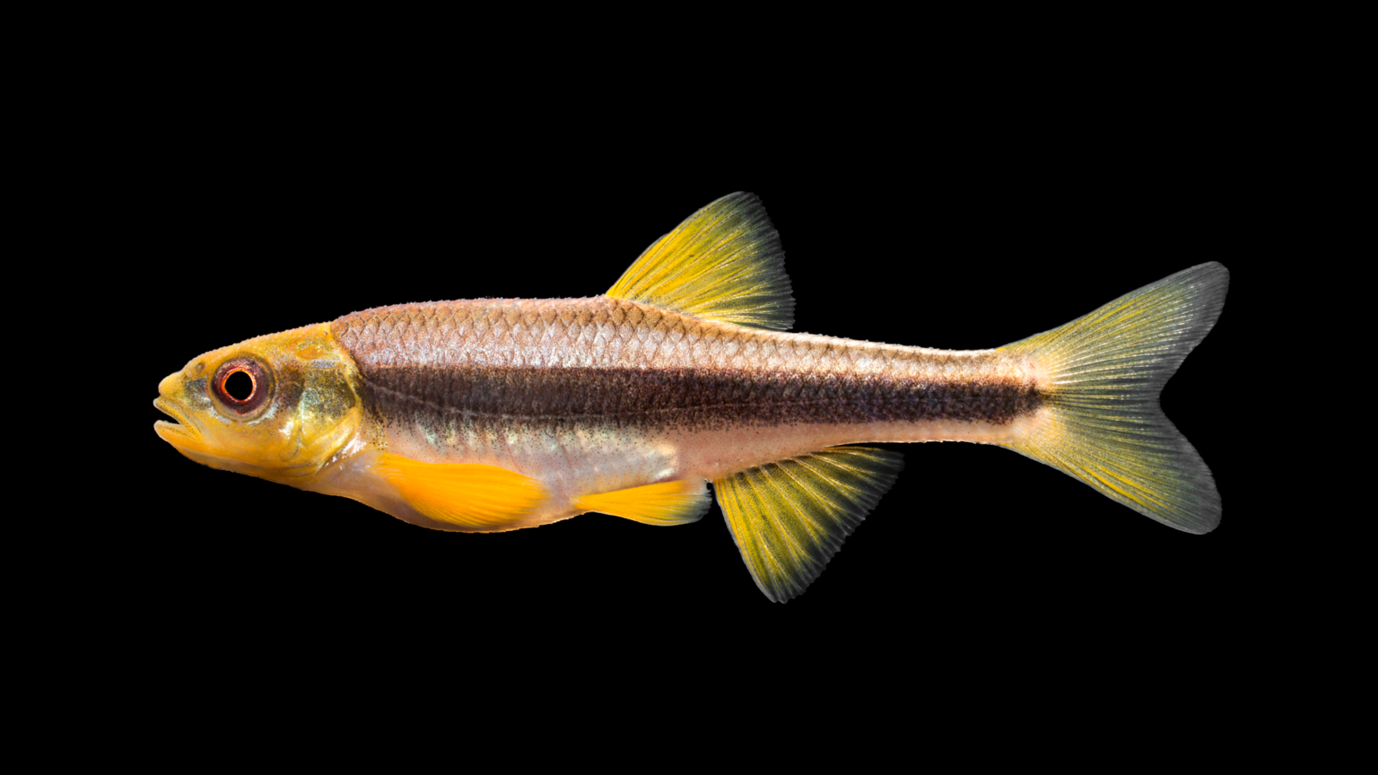 Hydrophlox lutipinnis »