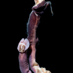 Xenobalanus globicipitis