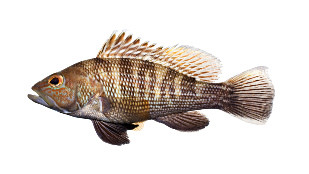 Centropristis striata