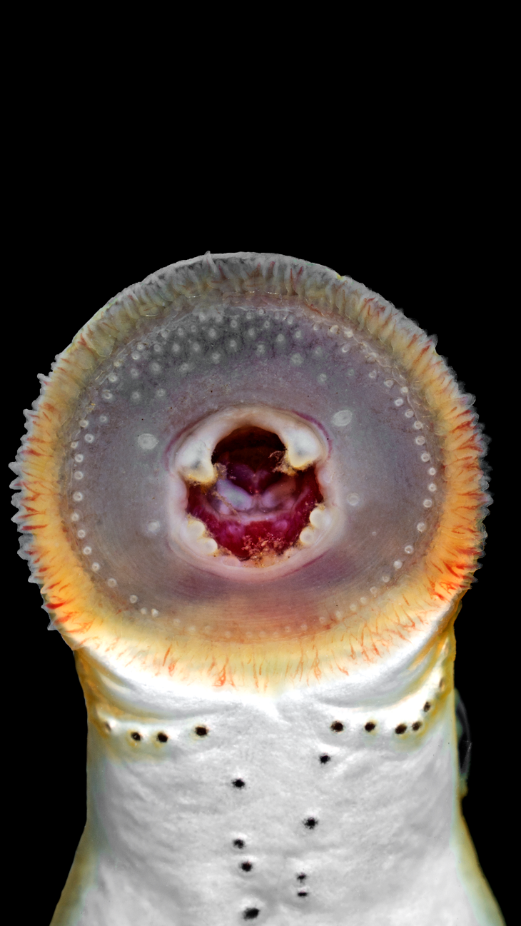 Lampetra aepyptera »