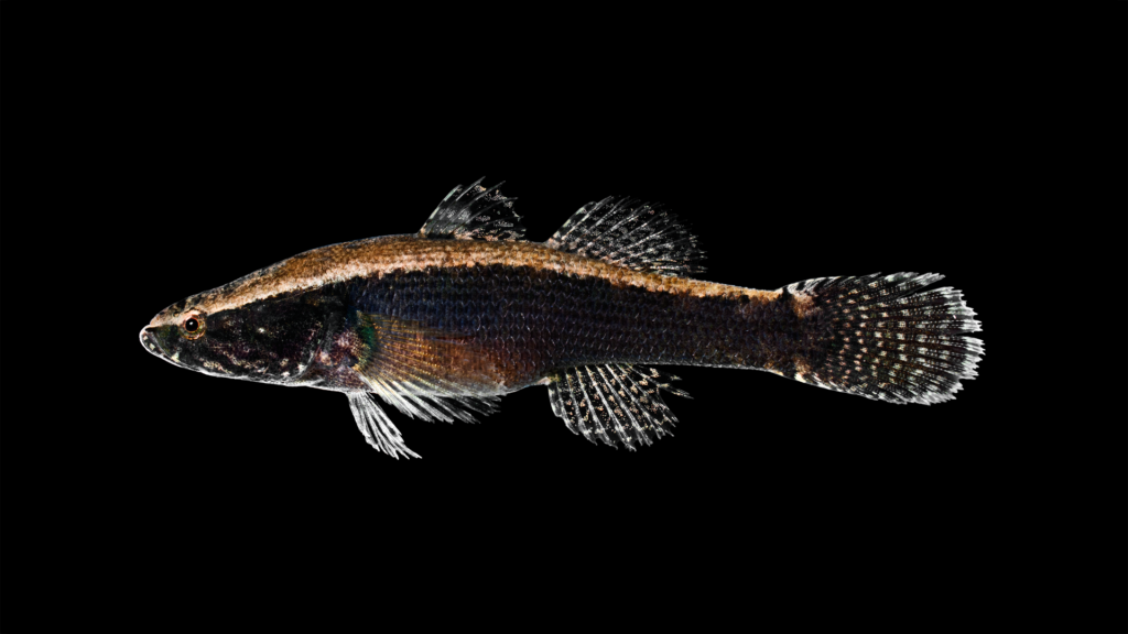 Freshwater Fishes Gallery » NCFishes.com