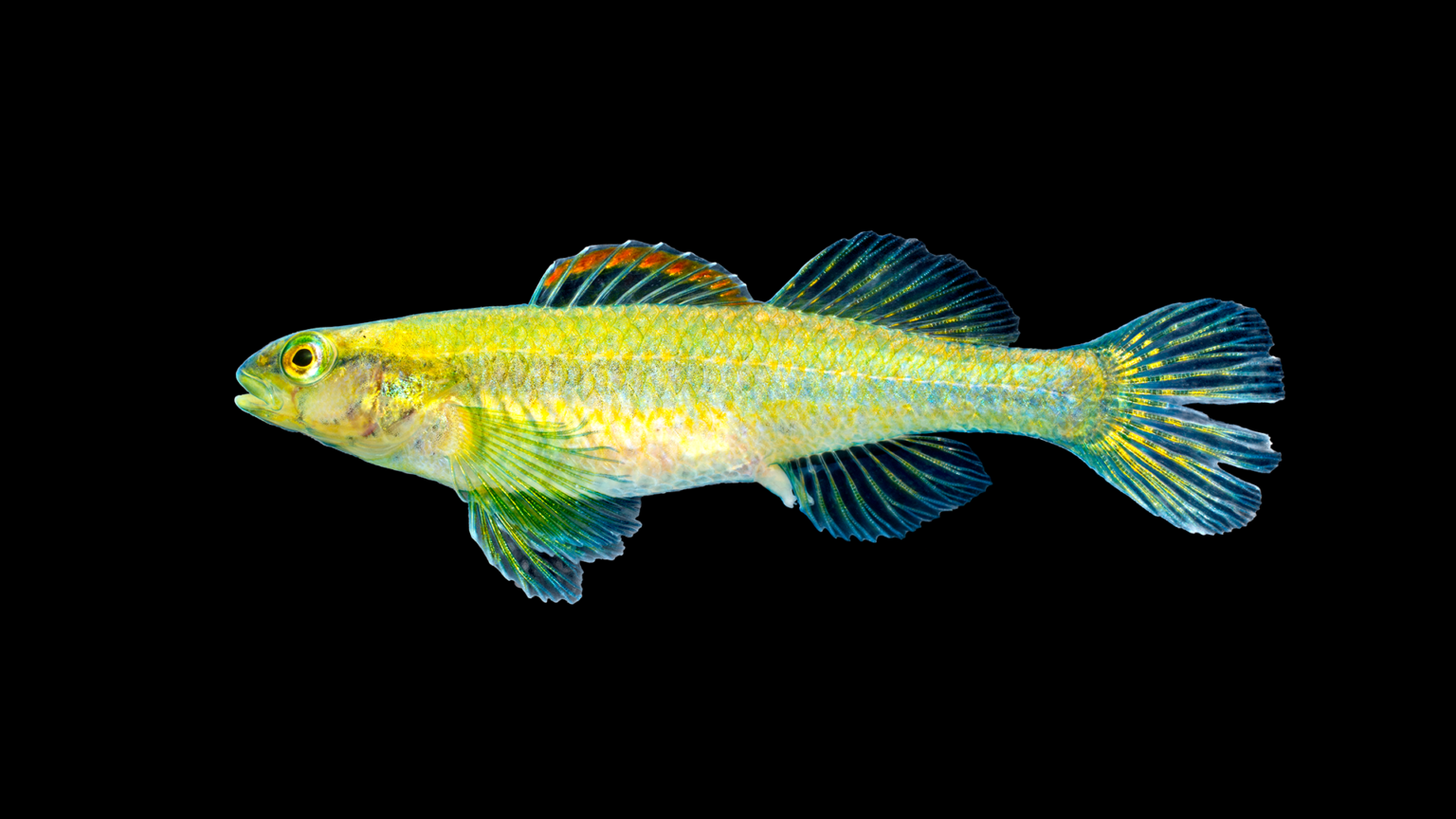 Freshwater Fishes Gallery »