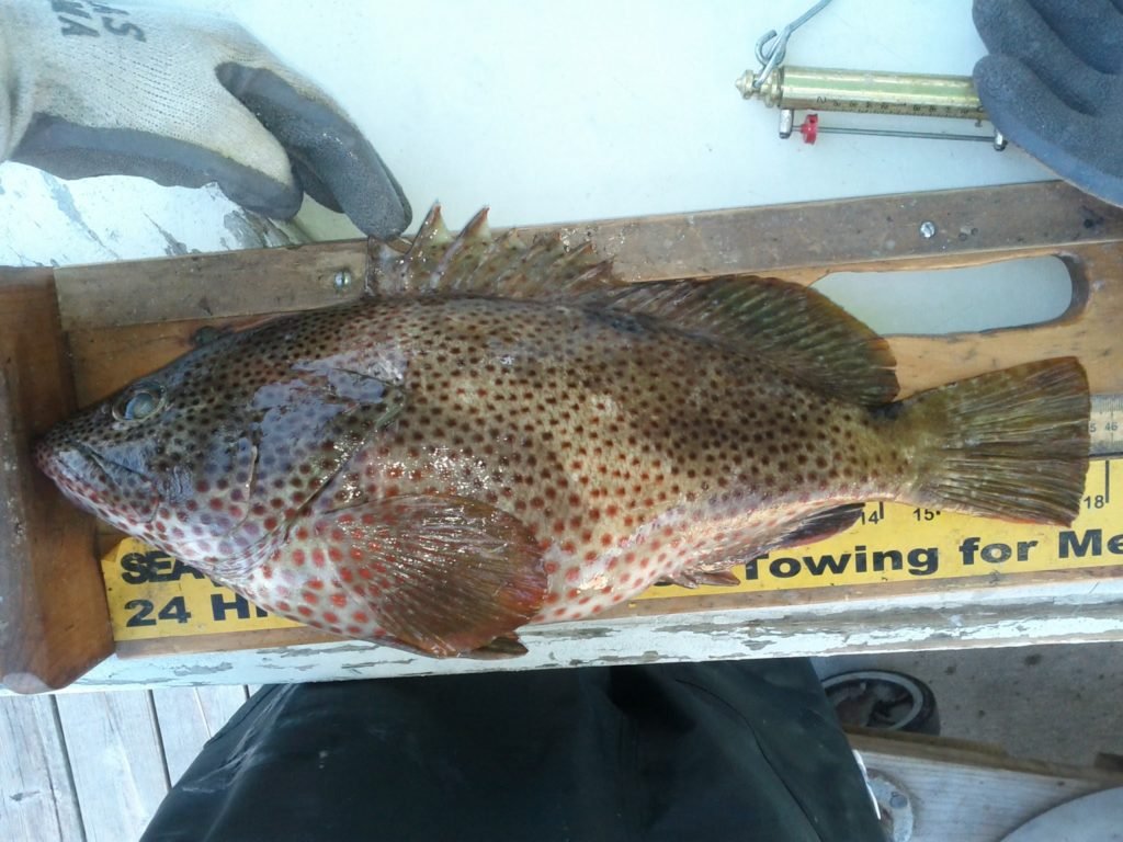 Epinephelus adscensionis