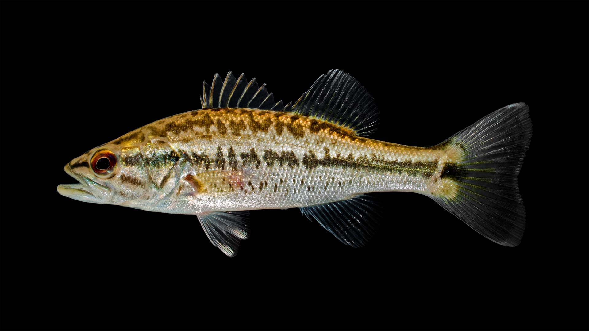 northern largemouth bass (Micropterus salmoides salmoides