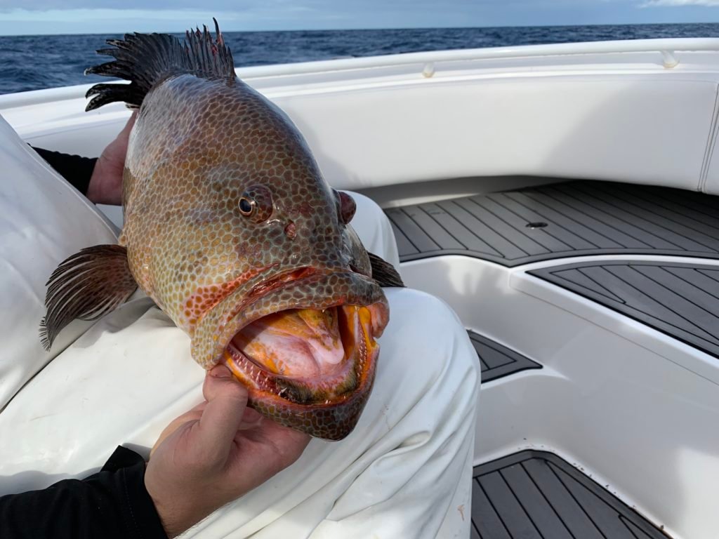 Mycteroperca tigris, Tiger Grouper, Phase One. Photo credit: Captain Phil Owens; Angler: James Zimmerman