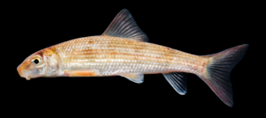 Moxostoma sp. "Brassy" Jumprock - juvenile