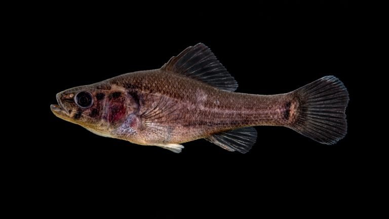 Aphredoderus ornatus » NCFishes.com