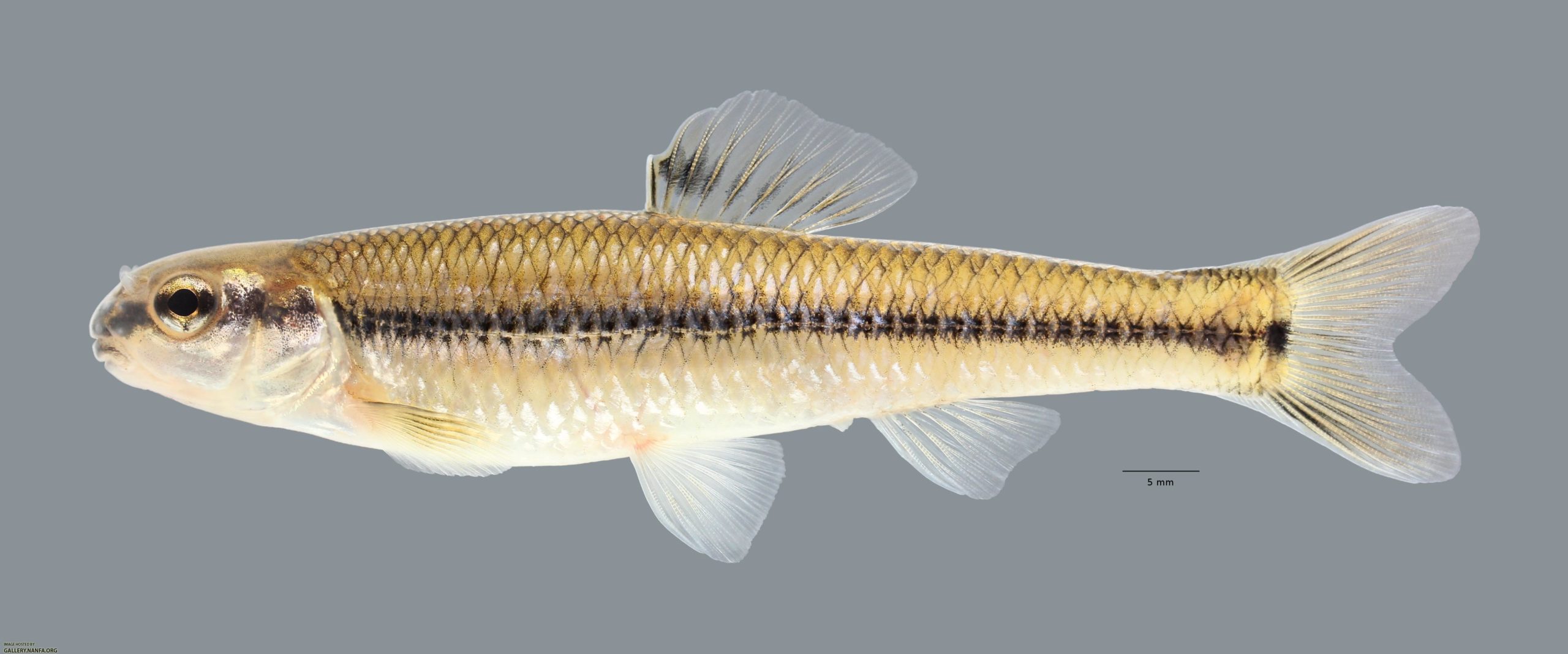 Bluntnose Minnow (Pimephales notatus) - Species Profile