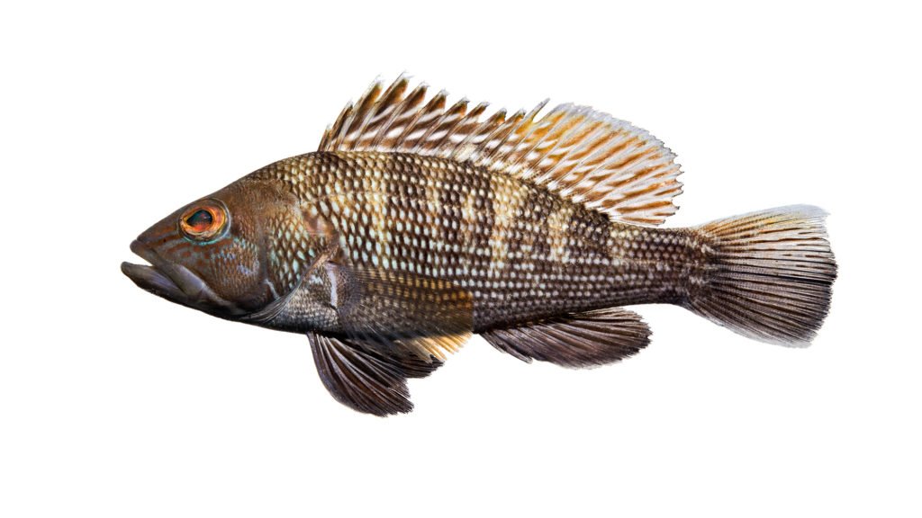 Centropristis striata