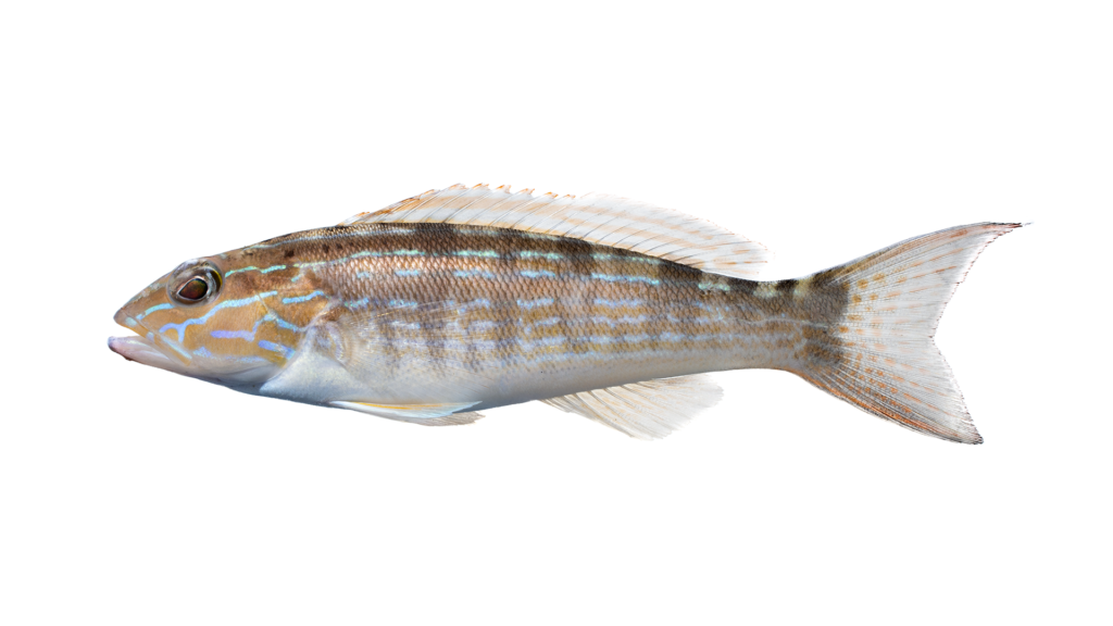 Diplectrum formosum