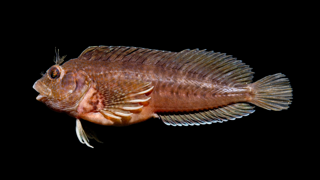 Hypleurochilus geminatus