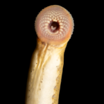 Ichthyomyzon greeleyi Oral Disc