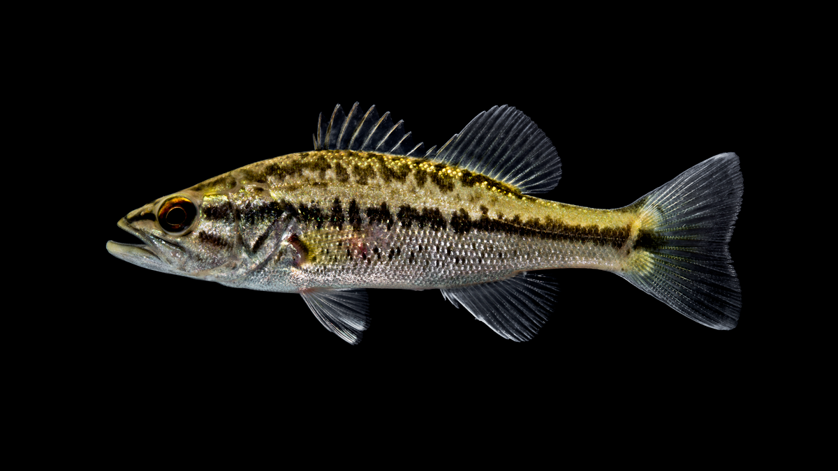Рыба басс. Micropterus salmoides. Форелевый окунь (Micropterus salmoides). Largemouth Bass Micropterus salmoides. Американский окунь басс.