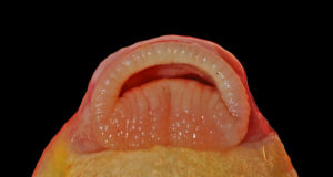 Moxostoma macrolepidotum lips