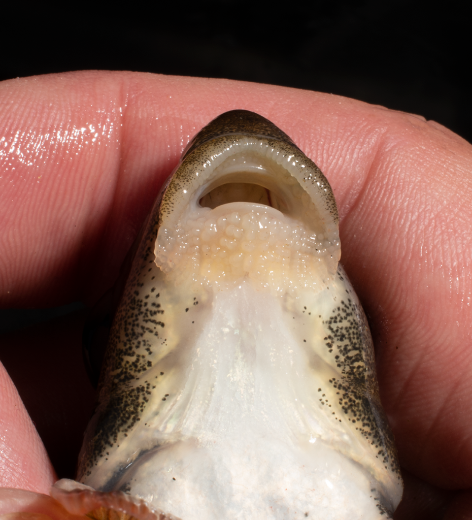 Moxostoma ariommum - Bigeye Jumprock - lips