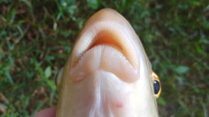 Moxostoma erythrurum Lips