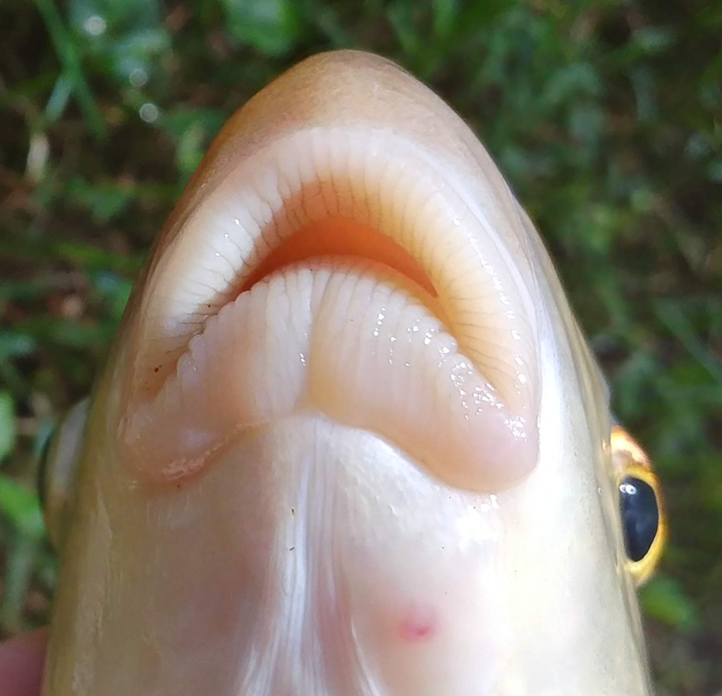 Moxostoma erythrurum - Golden Redhorse - lips
