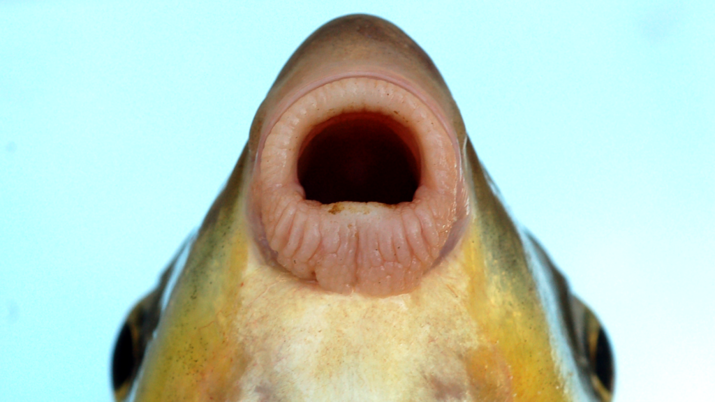 Moxostoma macrolepidotum lips