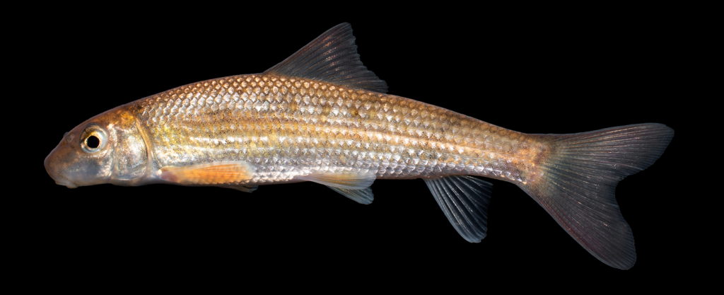 Moxostoma sp. "Brassy" Jumprock - juvenile