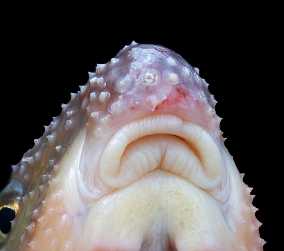 Moxostoma sp. Carolina Redhorse Lips