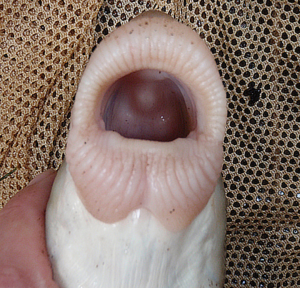 Moxostoma sp. Sicklefin Redhorse Lips